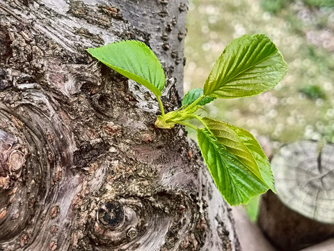 樱花树叶嫩芽嫩叶