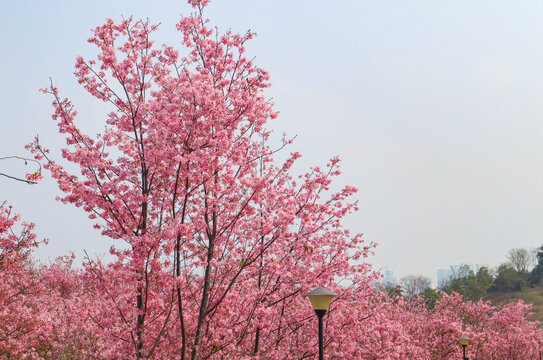 樱花