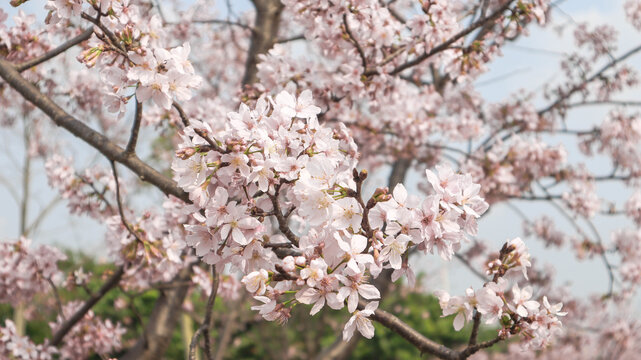 白色樱花