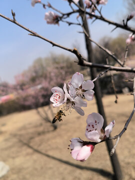 山桃花