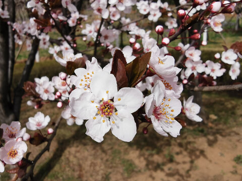 紫叶李