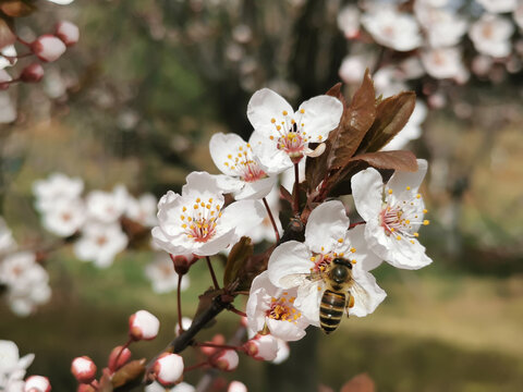 蜜蜂与紫叶李