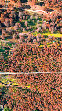 杭州临安青山湖秋天的水杉