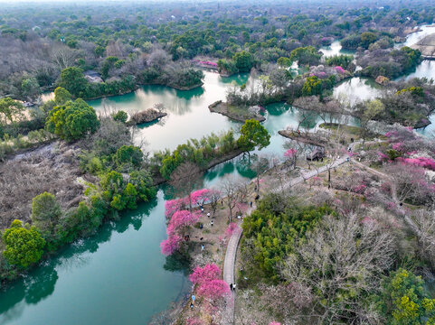 杭州西溪湿地国家公园梅花航拍