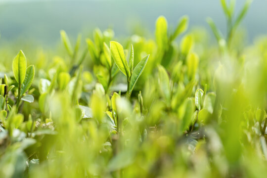 茶叶嫩芽