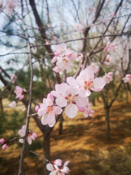 春天的花朵