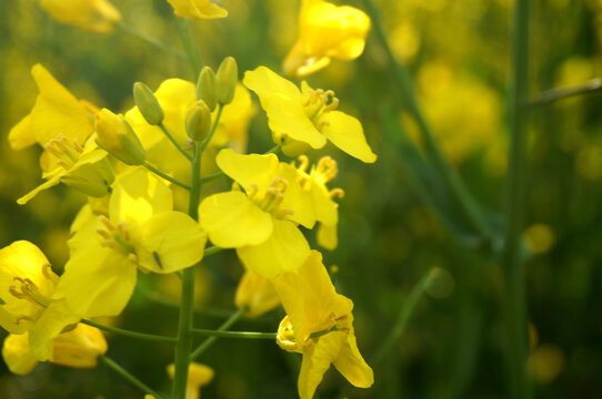 油菜花