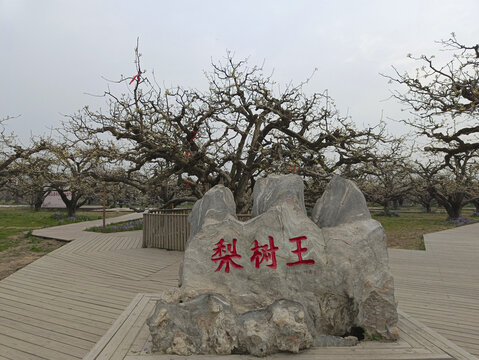 砀山梨树王