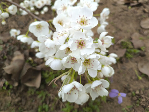 枝头梨花