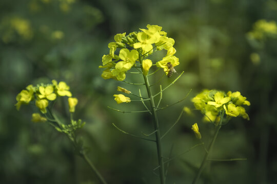 宁波东钱湖油菜花