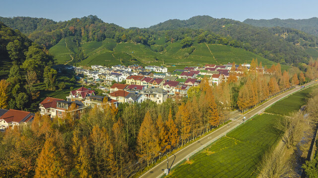 梅家坞梅灵南路