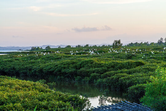 红树林生长地