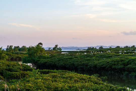 红树林生长基地