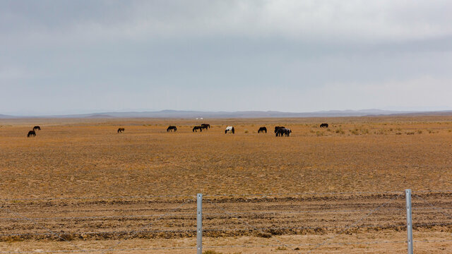 草原觅食的牛群