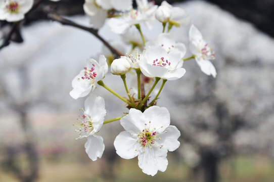 刘村梨花特写