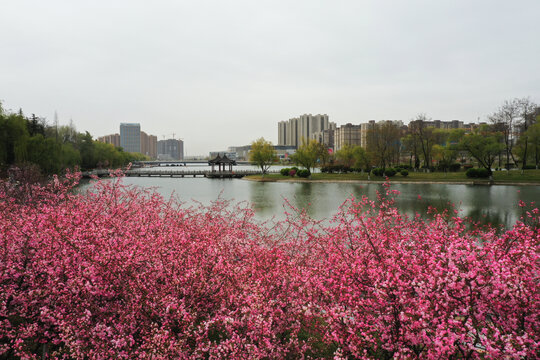 黄河公园的海棠花