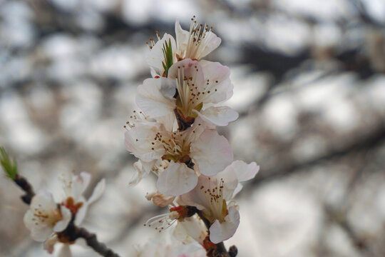 桃花