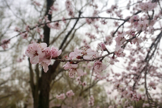 山桃花