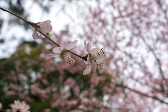 粉色山桃花