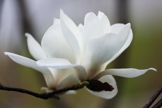 玉蘭花開滿枝頭
