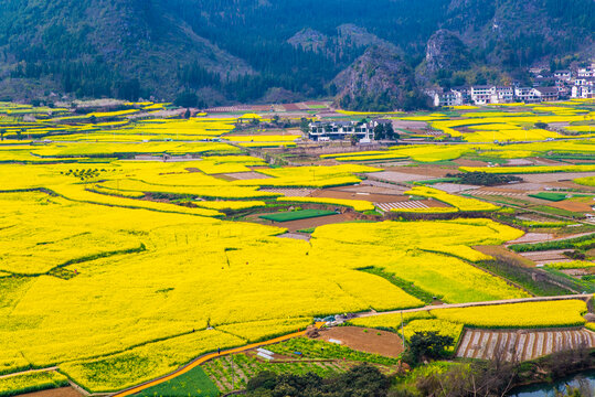 贵州万峰林油菜花