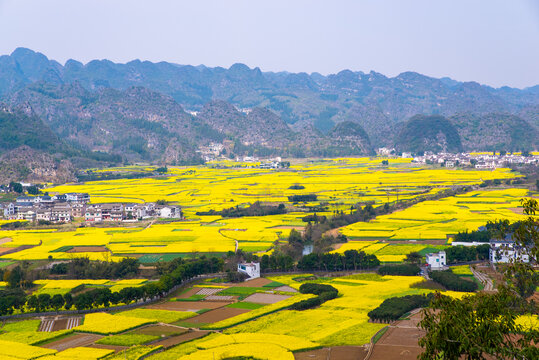 贵州万峰林油菜花