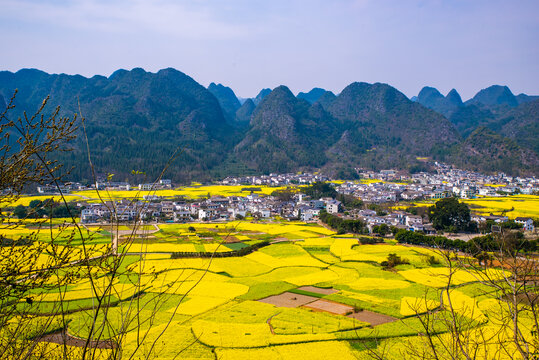 贵州油菜花田园风光