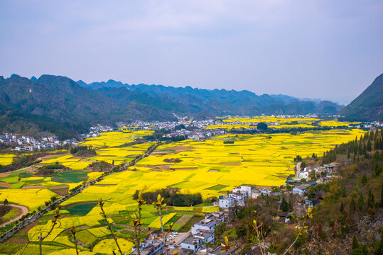 贵州油菜花田园风光