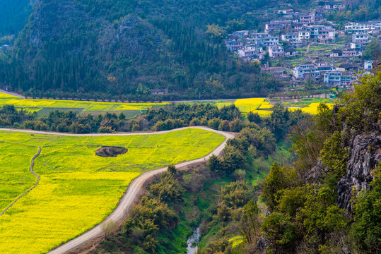 贵州油菜花田园风光