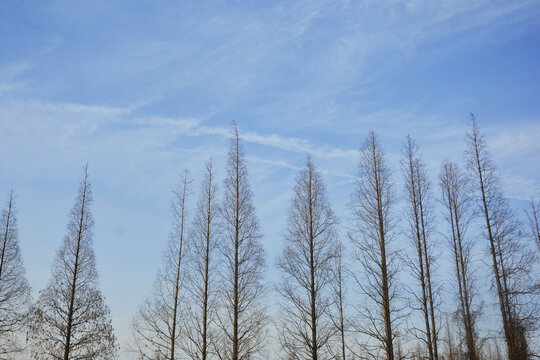 蓝天与树