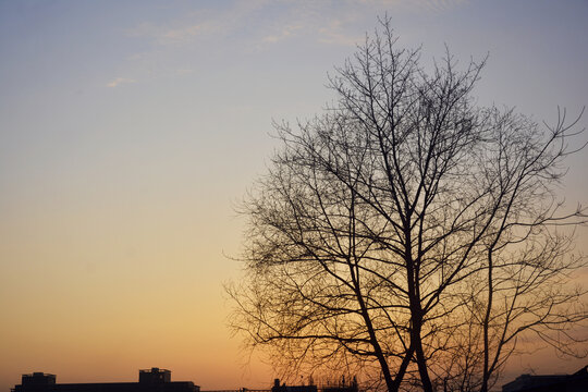 夕阳与小树