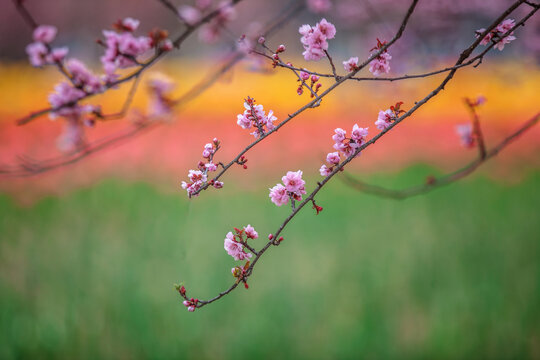 春天的桃花和海棠花