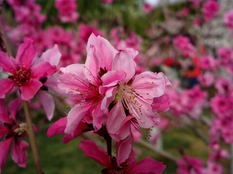 碧桃花