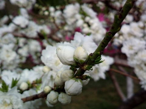 碧桃花