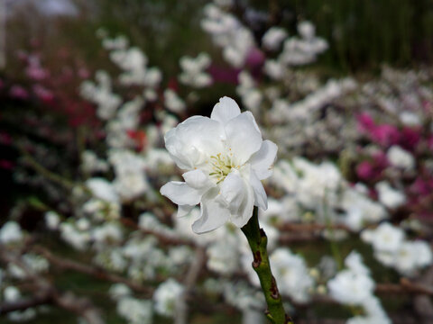 碧桃花