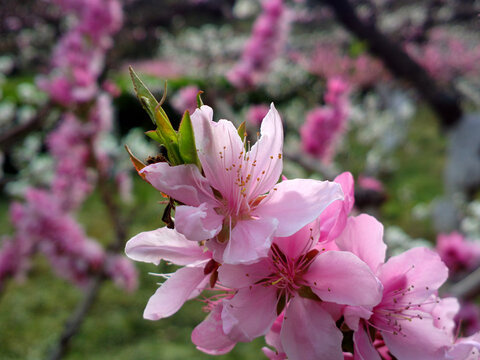 碧桃花