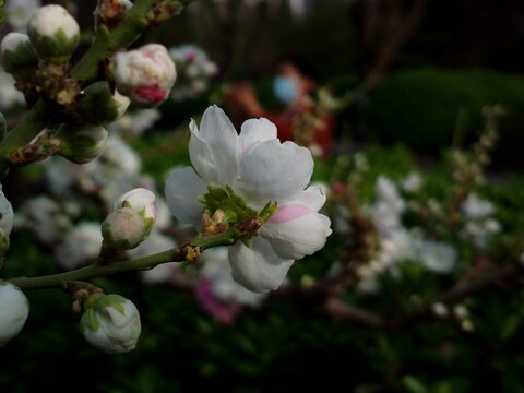 碧桃花