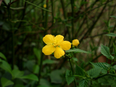 棣棠花