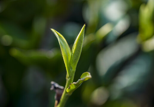 茶叶嫩芽特写高清叶头春茶设计