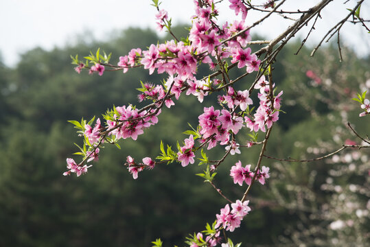 桃花