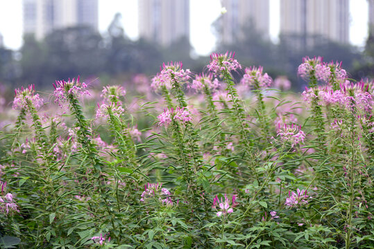 醉蝶花