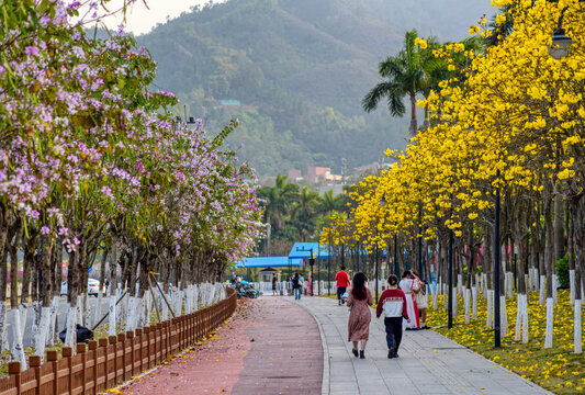 春花烂漫