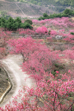 新丰樱花峪