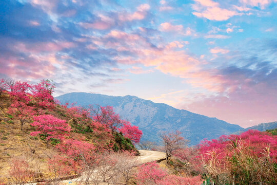 新丰樱花峪