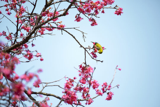 醉樱花