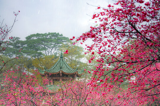 校园樱花