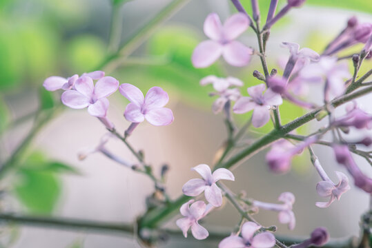 淡雅丁香花