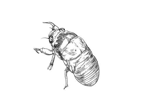 金蟬插畫