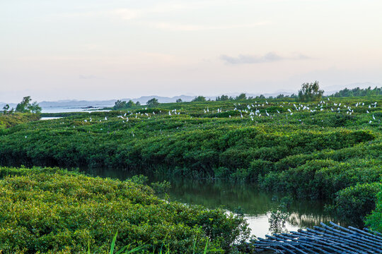 红树林生长基地