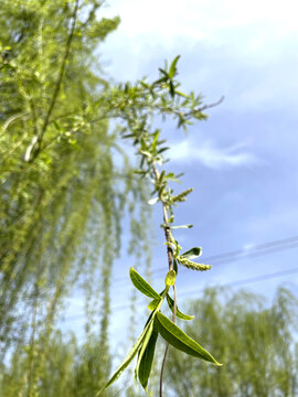 柳树发芽